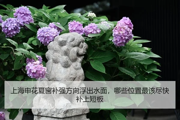 上海申花夏窗补强方向浮出水面，哪些位置最该尽快补上短板